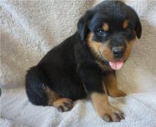 Puppies for sale rottweiler - Uzbekistan, Namangan