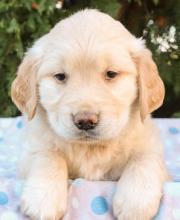 Puppies for sale golden retriever - Spain, Merida