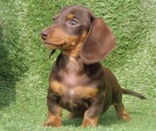 Puppies for sale dachshund - Turkmenistan, Turkmenabad