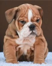 Puppies for sale english bulldog - Spain, Gijon