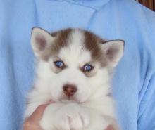 Puppies for sale haski, blue eyes siberian husky puppies - Netherlands, Enschede