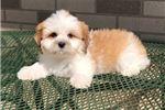 Puppies for sale lhasa apso - United Kingdom, Kent