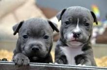 Puppies for sale staffordshire bull terrier - Hungary, Debrecen