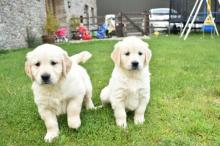 Puppies for sale golden retriever - Uzbekistan, Fergana