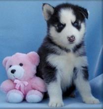 Puppies for sale haski, blue eyes siberian husky puppies - Netherlands, Leiden