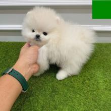 Puppies for sale pomeranian spitz - Poland, Bielsko-Biala