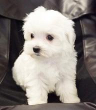 Puppies for sale maltese - Spain, Burgos