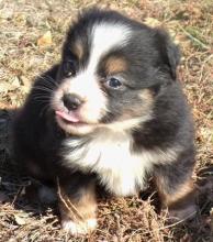 Puppies for sale australian shepherd - Hungary, Gyor