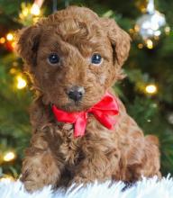 Puppies for sale german dog, goldendoodle - Greece, Athens