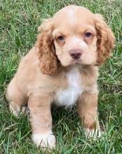 Puppies for sale cocker spaniel - Hungary, KecskemГ©t