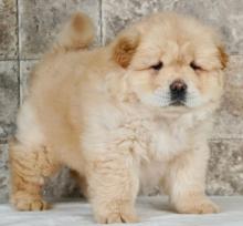 Puppies for sale chow chow - Bulgaria, Rousse