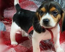 Puppies for sale beagle - Belarus, Maladzyechna