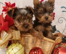 Puppies for sale yorkshire terrier - Romania, Bucharest