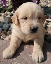 Puppies for sale , english golden retriever - United Kingdom, Lancaster