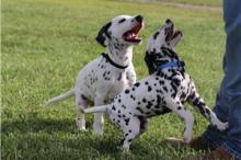 Puppies for sale dalmatian - Kyrgyzstan, Osh