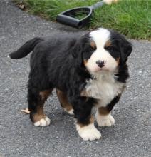 Puppies for sale bernese mountain dog - Ireland, Edenderry