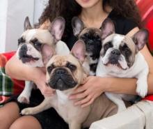 Puppies for sale french bulldog, french bulldog - Italy, Cremona