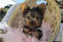 Puppies for sale yorkshire terrier - Cyprus, Larnaca