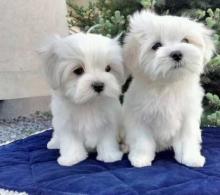 Puppies for sale maltese - United Kingdom, Esek