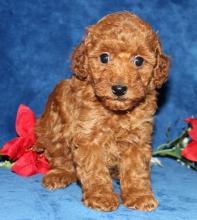 Puppies for sale toy-poodle - Sweden, Leksand