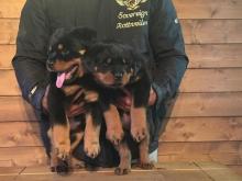 Puppies for sale rottweiler - Belarus, Maladzyechna