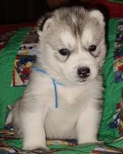 Puppies for sale , siberian husky - Romania, Alexandria