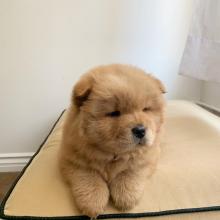 Puppies for sale , chow chow puppies - Georgia, Rustavi