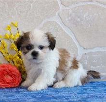 Puppies for sale shih tzu - Ukraine, Uzhgorod