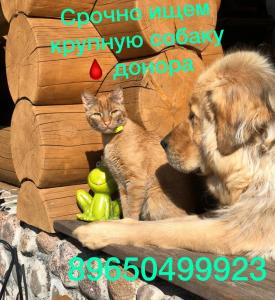 Ветеринарные услуги Срочно! Ищу крупную собаку донора крови - Россия, Санкт-Петербург