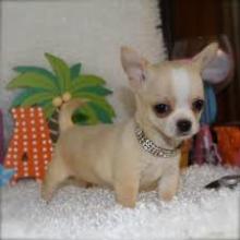 Puppies for sale chihuahua - Spain, Barcelona