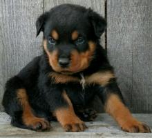 Puppies for sale rottweiler - Ukraine, Ternopil