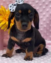 Puppies for sale dachshund - Ukraine, Kherson