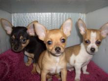 Puppies for sale chihuahua - Cyprus, Larnaca