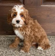 Puppies for sale , cavapoo - Spain, Seville