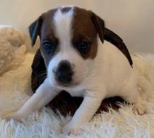 Puppies for sale jack russell terrier - Ukraine, Khmelnitsky