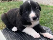 Puppies for sale border collie - Sweden, Lulea