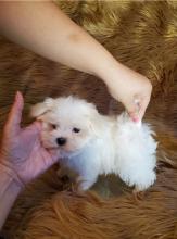 Puppies for sale maltese - Ireland, ASHBOURNE