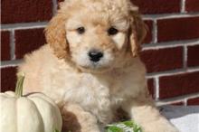 Puppies for sale , labradoodle ppupies - Georgia, Rustavi