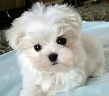 Puppies for sale maltese - Italy, Perugia