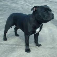 Puppies for sale staffordshire bull terrier - Czech Republic, Gottwald