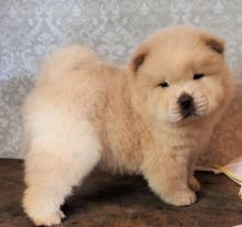 Puppies for sale chow chow - Ireland, Limerick