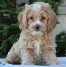 Puppies for sale ,  cockapoo - Poland, Torun