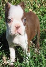 Puppies for sale boston terrier - Czech Republic, Gottwald