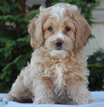 Puppies for sale , cockapoo - Greece, Komotini