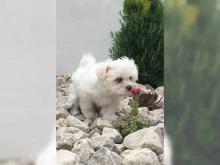 Puppies for sale maltese - Hungary, Gyor