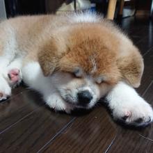 Puppies for sale akita - Czech Republic, Cheb