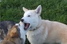 Puppies for sale wolf-spitz, wolf puppies - Italy, Bari