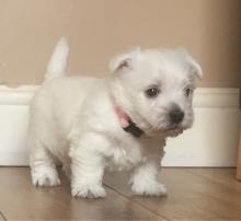 Puppies for sale west highland white terrier - Ireland, Longford