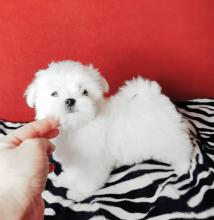 Puppies for sale maltese - Ireland, Clare