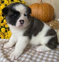 Puppies for sale akita - Netherlands, Hemstede